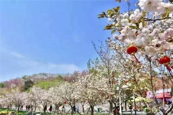 長沙潯龍河櫻花谷、田漢文化園一日游