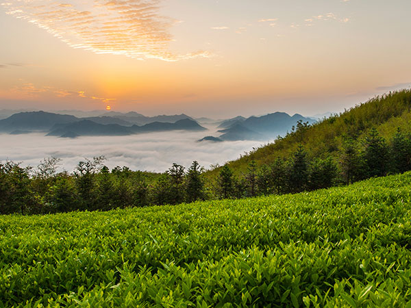 益陽安化?天下茶道、云臺(tái)山、茶香花海2日游