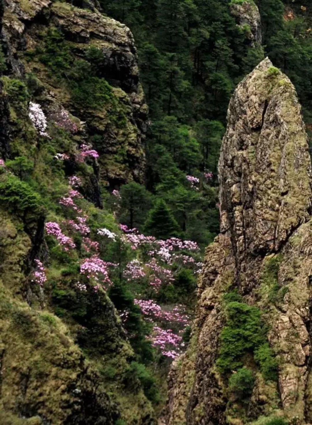 神農(nóng)頂、神農(nóng)祭壇、官門(mén)山、天生橋、昭君故里汽車(chē)三日純玩游