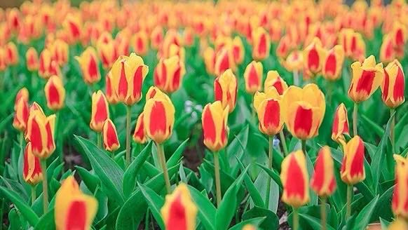 岳陽(yáng)花語(yǔ)世界、汴河街一日游